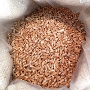 Our amazing. Red Wheat Seeds